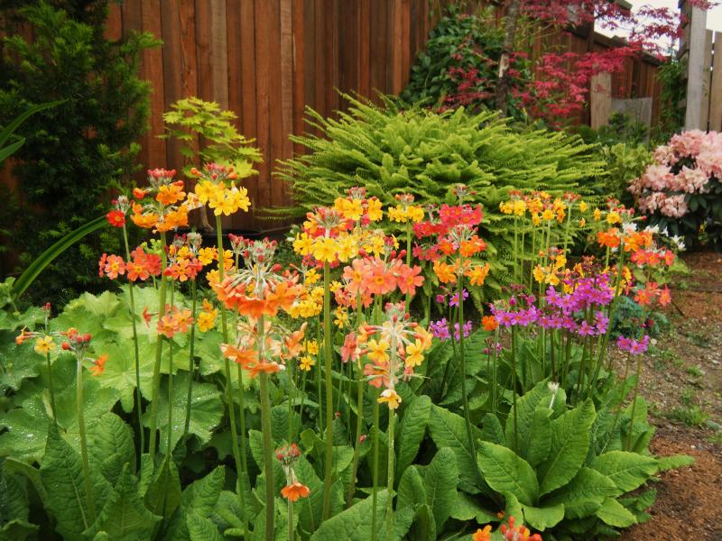 PRIMULA x bulleesiana (1309)